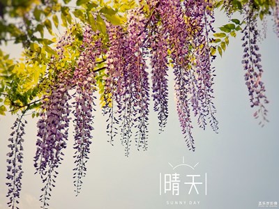 【春日丽影】+梦幻紫藤