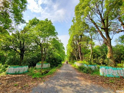 郁郁葱葱春本是春~