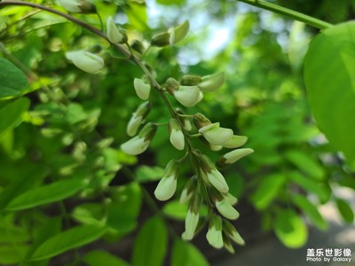 槐花香漫枝头