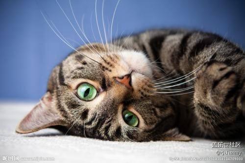 【宠物知识123】猫咪最适宜的温度是几度？
