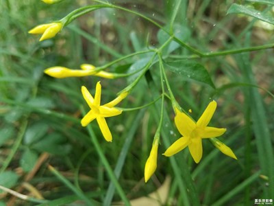 【享受生活】+水边的探春花