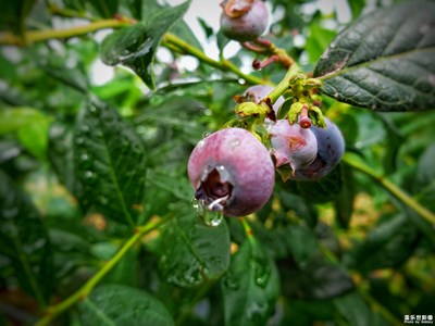 小小蓝莓