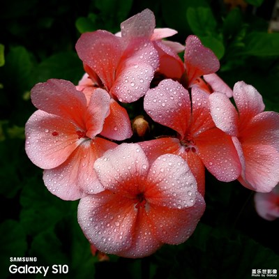 花与露