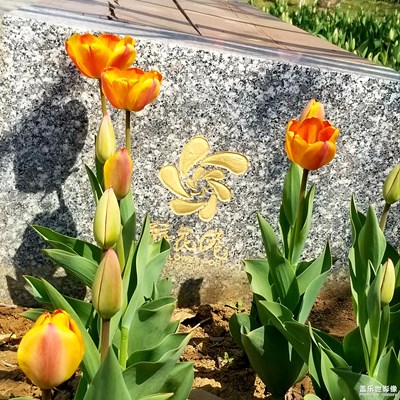 【精彩翻倍】+ 遇见鲜花港