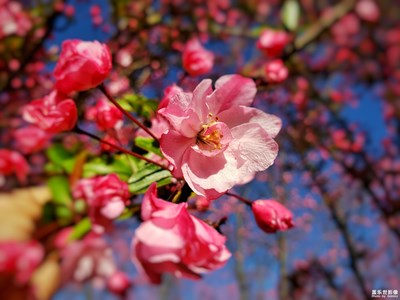 海棠花