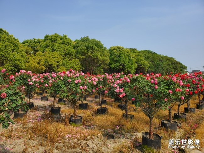 《每周星鲜事》第29期：红的温度内容征集大赛开始啦