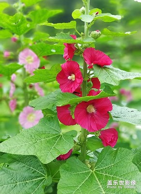 花开了