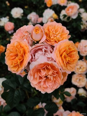 月季花开