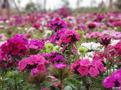 【印象五月】+石竹花开正艳