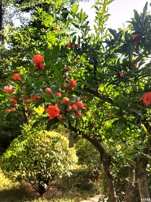 【印象五月】+五月的繁花与硕果