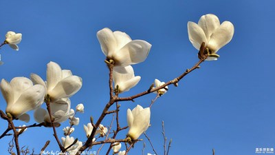 Galaxy S10+ 春花烂漫 之 玉兰花开 （一）