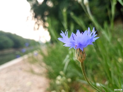 【在夏日】+傍晚的河边