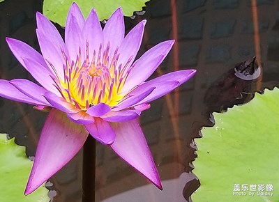 [在夏日]——莲花开放
