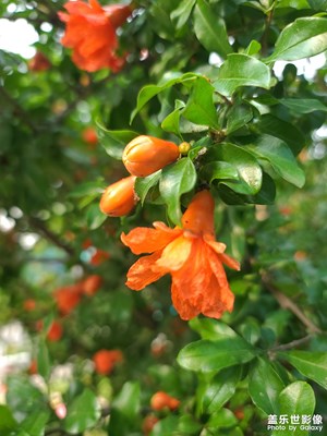 石榴花开