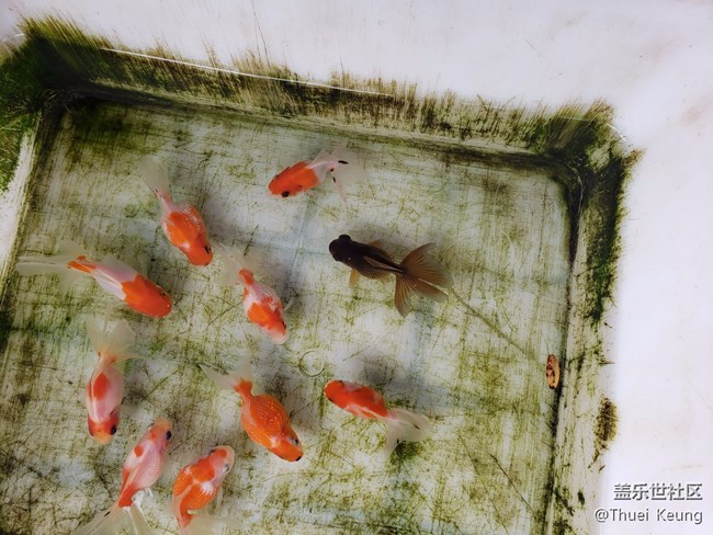 小金鱼