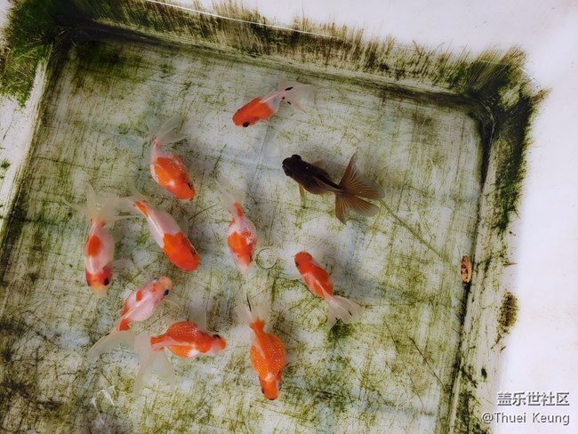 小金鱼