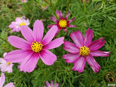 格桑花开正艳