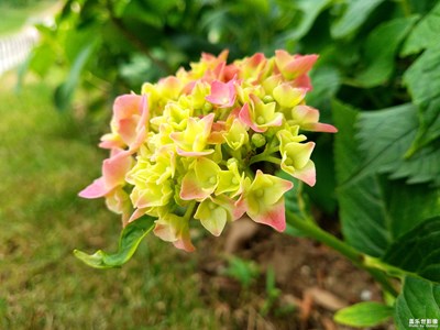 【你好，六一】+花样年华