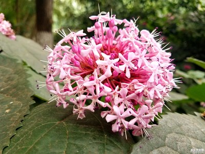 环城路边的野花