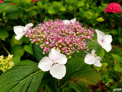琼花，又名聚八仙