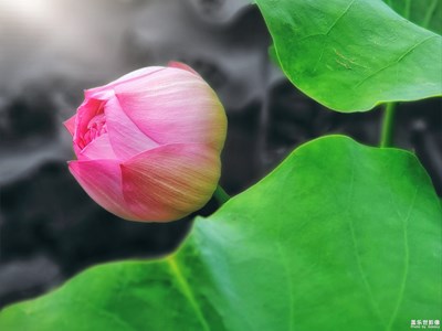 夏天的主题——荷花