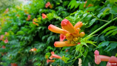 凌霄花