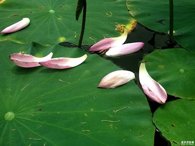 生如夏花