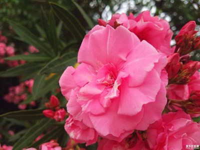 【光影生活】+夏日丽影