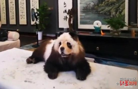 已开奖【宠物活动6月第四期】宠物造型大分享