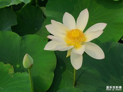 白色莲花