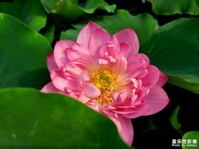 粉色荷花