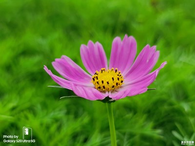 小花