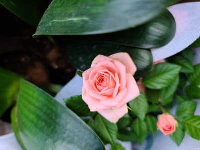 缤纷月季花