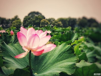 【角度与视觉】+荷花池