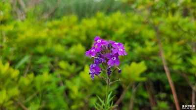 花花草草