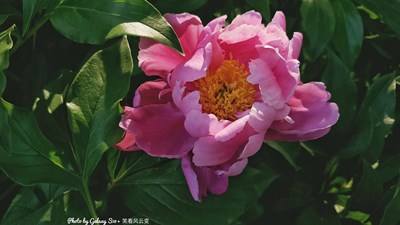 Galaxy S10+ 花之语（二）
