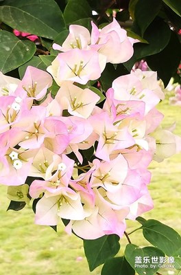 叶子花