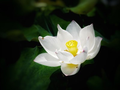 【记录此刻】+花开正当时