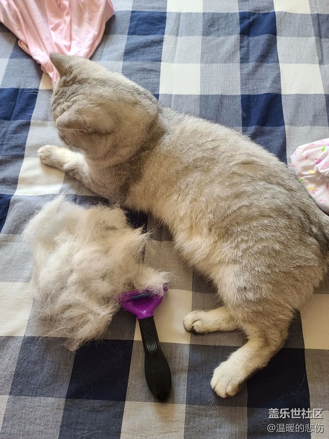 已开奖【8月宠物活动第一期】夏天家里的猫狗要不要剃毛