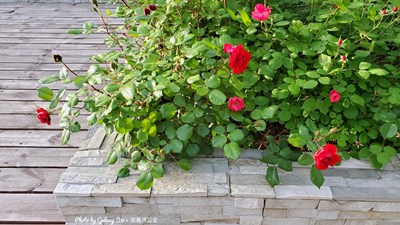 Galaxy S10+ 清宁花园（四）