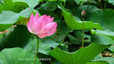 Galaxy S20 Ultra 5G +    荷   （一）