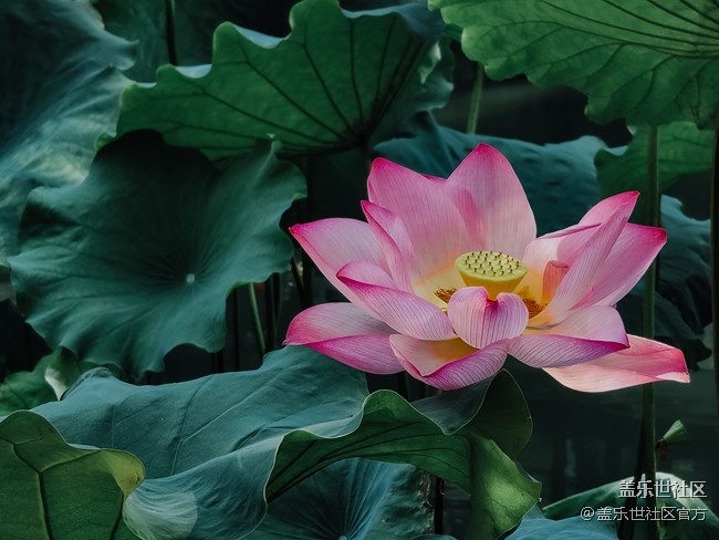 《每周星鲜事》第38期：星鲜创造营第三期开营 期待你的加入