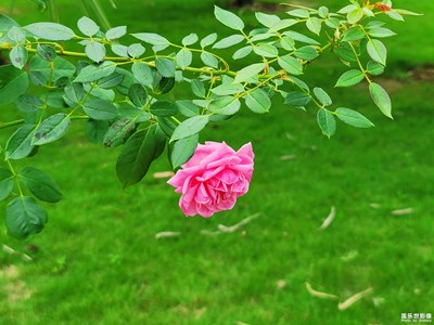 【发现生活发现美】+那些花儿
