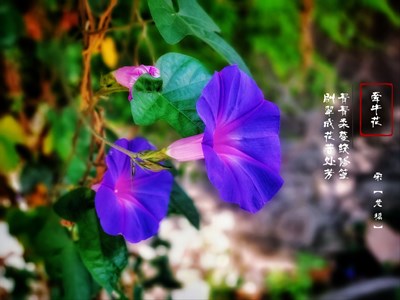 牵牛花