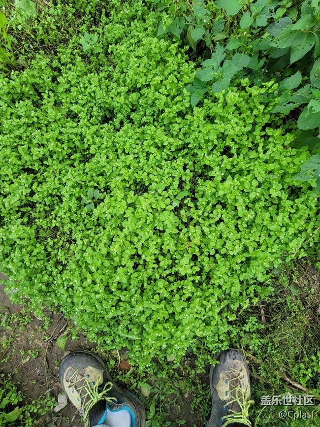 Note 20 Ultra 5G 使用简评