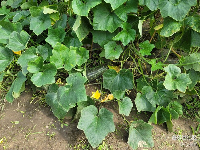 Note 20 Ultra 5G 使用简评