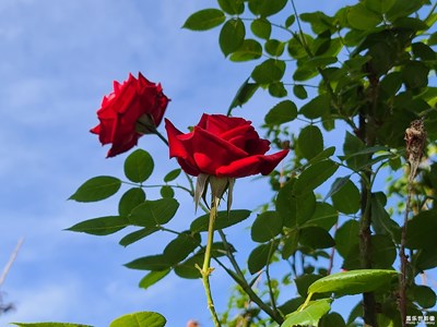 月季芳菲