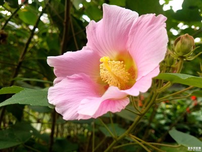 【假日丽影】+公园的木芙蓉