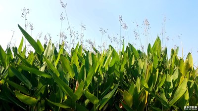 【假日丽影】+午时的陶冲湖公园