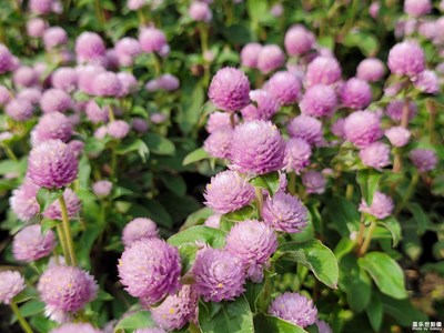 小蓉花